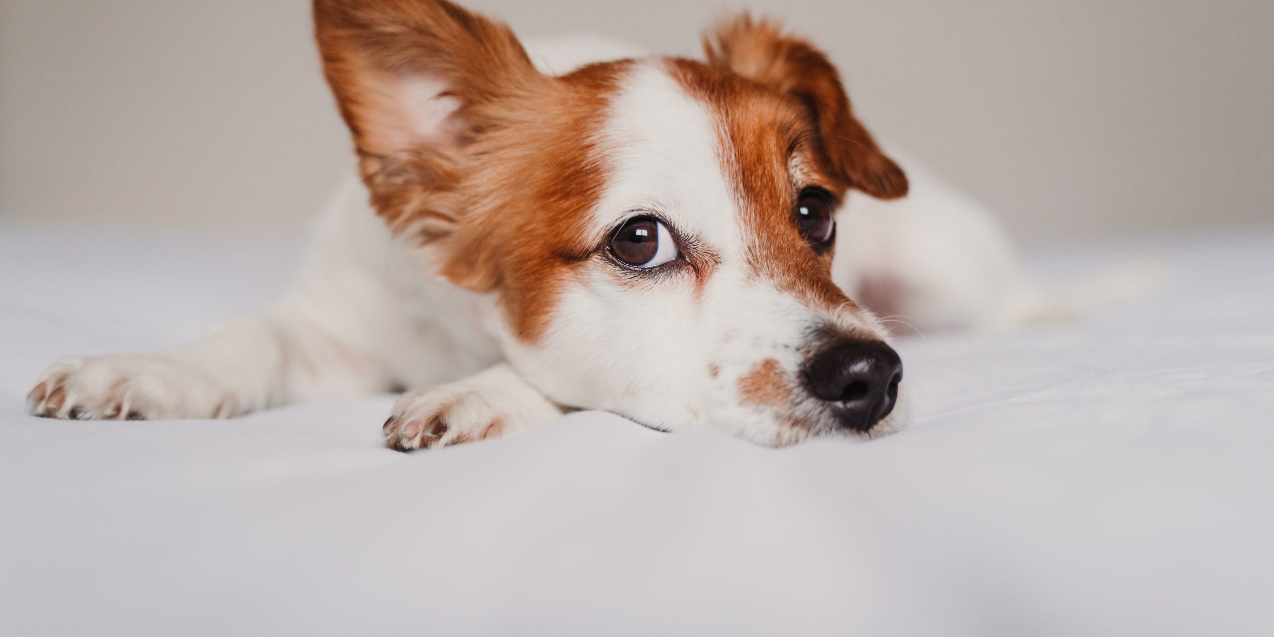 Cute,Jack,Russell,Dog,Lying,On,Bed,Listening,With,Funny
